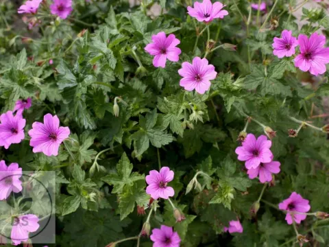Geranium hybr. 'Elworthy Eyecatcher'