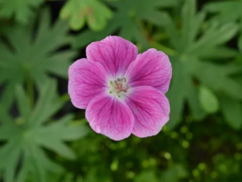 Geranium sang. 'Elke'