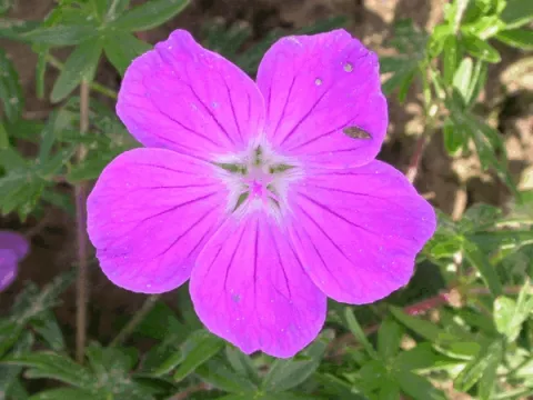 Geranium sang. 'Elsbeth'