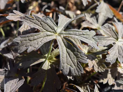 Geranium maculatum 'Espresso'