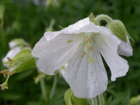 Geranium prat. 'Galactic'