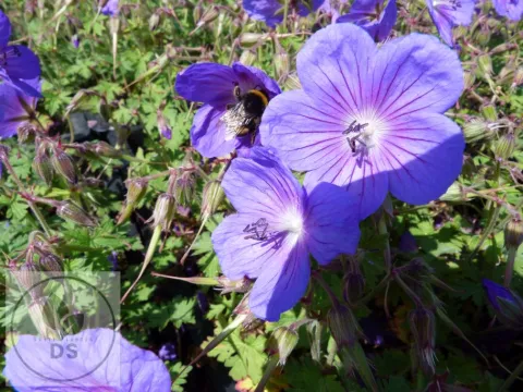 Geranium himalayense 'Gravetye'