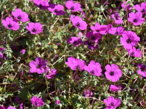 Geranium cinereum 'Guiseppii'