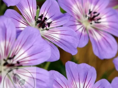 Geranium hybr. 'Havana Blues'
