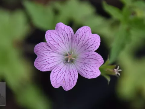 Geranium ox. 'Hollywood'