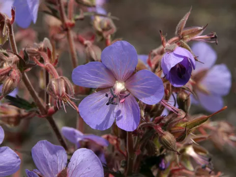 Geranium prat. 'Hocus Pocus'