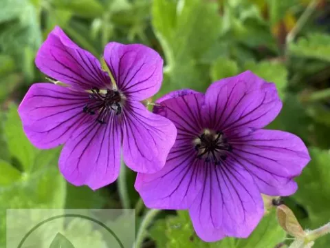 Geranium hybr. 'Hexam Velvet' PBR