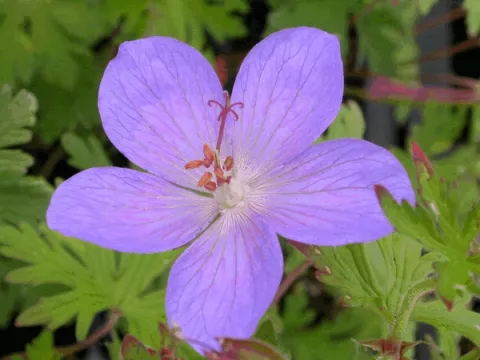 Geranium hybr. 'Johnson's Blue'