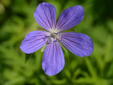Geranium clarkei 'Kashmir Blue'