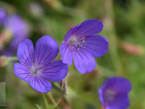 Geranium clarkei 'Kashmir Purple'