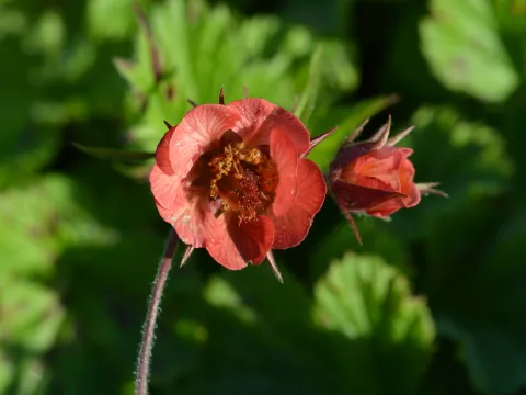 Geum rivale 'Leonard's Variety'