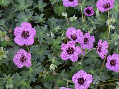 Geranium cinereum 'Laurence Flatman'