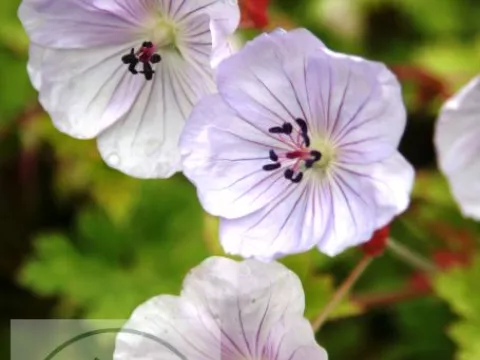 Geranium hybr. 'Lilac Ice'