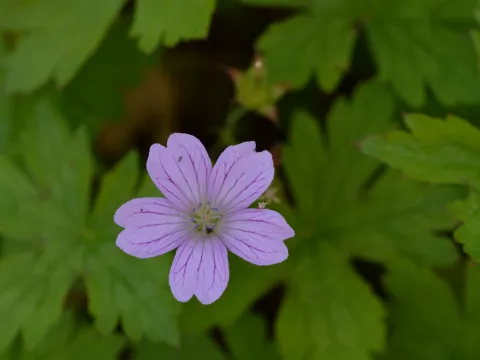 Geranium ox. 'Lady Moore'