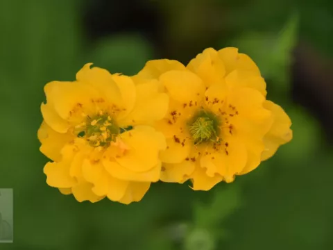 Geum chil. 'Lady Stratheden'