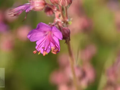 Geranium macrorrhizum