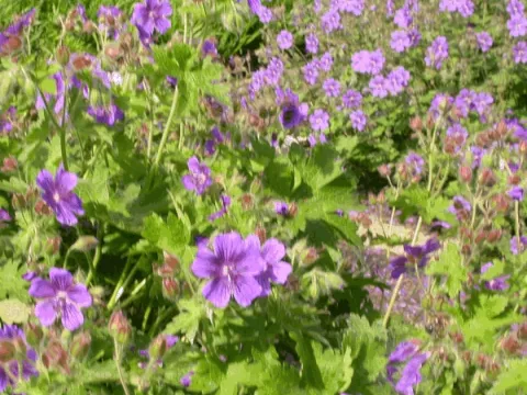 Geranium magnificum