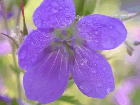Geranium sylv. 'Mayflower'