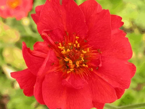Geum chil. 'Mrs Bradshaw'