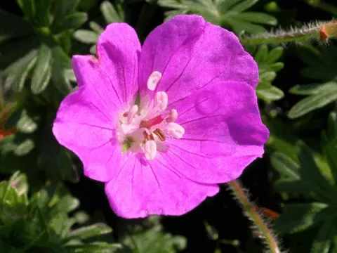 Geranium sang. 'Max Frei'
