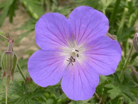 Geranium prat. 'Mrs Kendall Clark'