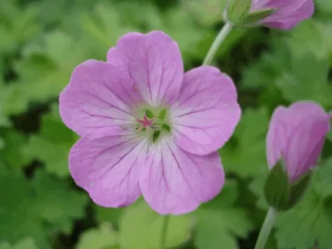 Geranium riversl. 'Mavis Simpson'