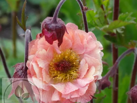 Geum 'Mai Tai' PBR