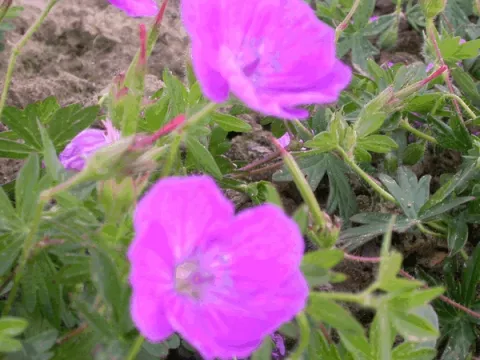 Geranium sang. 'Nanum'