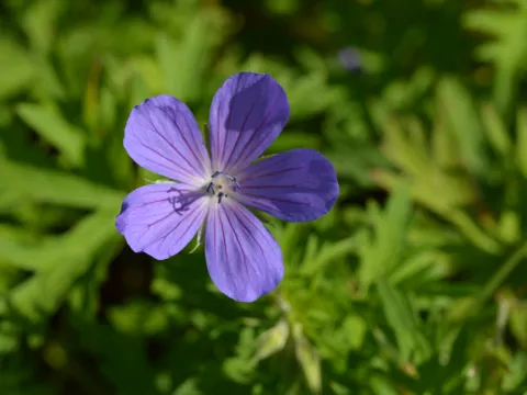 Geranium hybr. 'Nimbus'