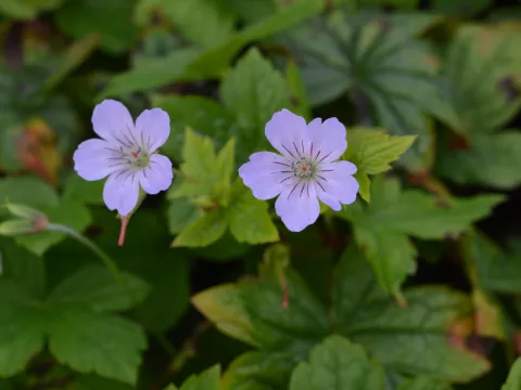 Geranium nodosum