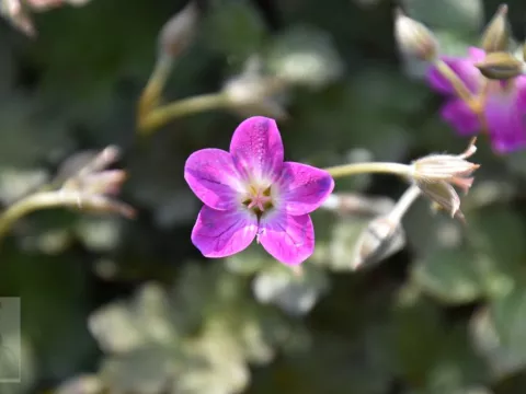 Geranium hybr. 'Orkney Cherry'