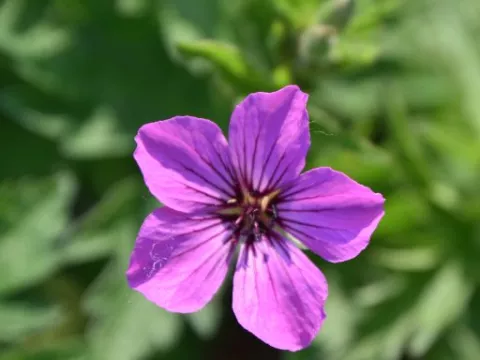 Geranium hybr. 'Patricia'