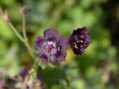 Geranium phaeum