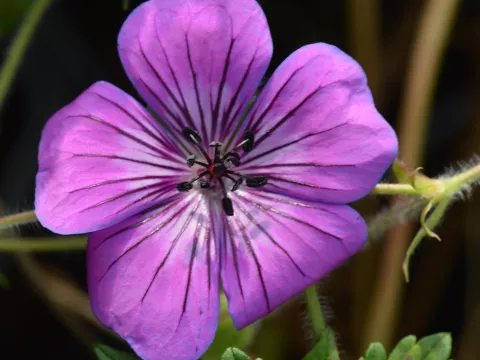 Geranium hybr. 'Pink Penny'