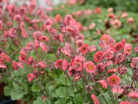 Geum 'Pink Petticoats'
