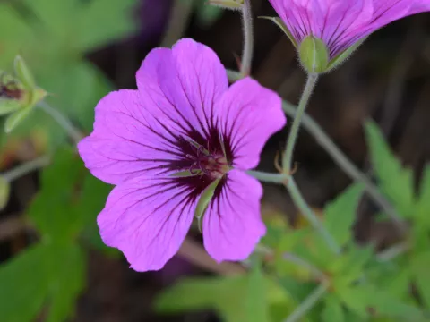 Geranium psilostemon