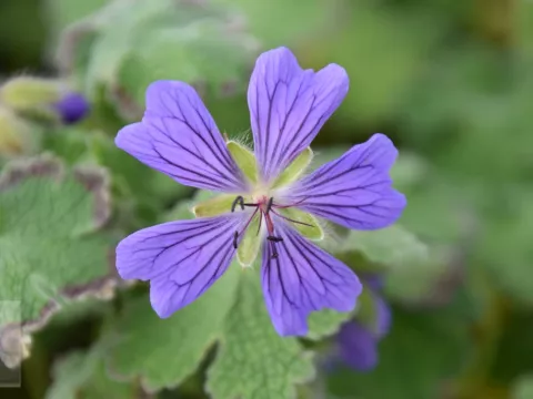 Geranium renardii 'Philippe Vapell'