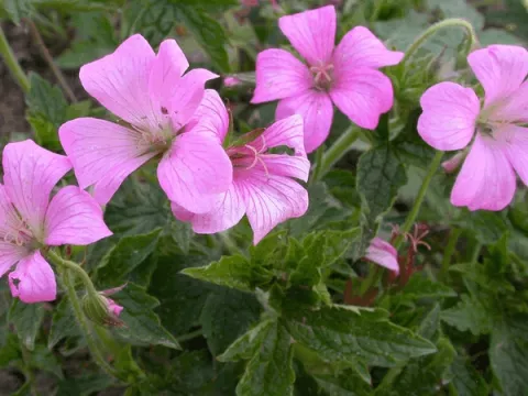 Geranium ox. 'Rose Clair'