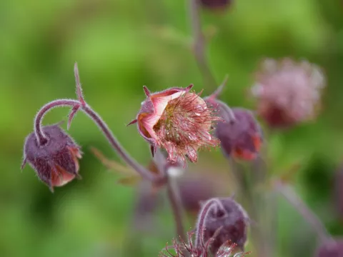 Geum rivale