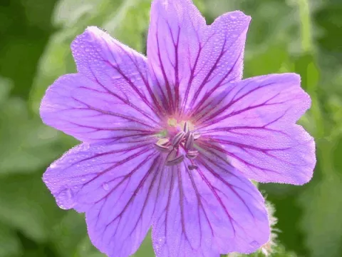 Geranium magnificum 'Rosemoor'