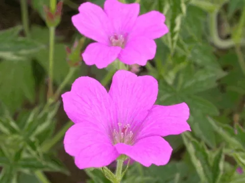 Geranium ox. 'Rosenlicht'