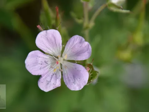 Geranium sylv. 'Roseum'