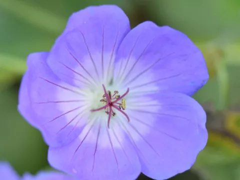 Geranium hybr. 'Rozanne'