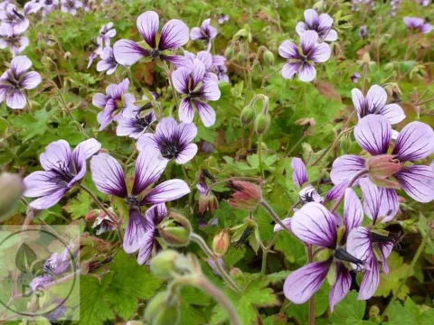 Geranium hybr. 'Salomé'