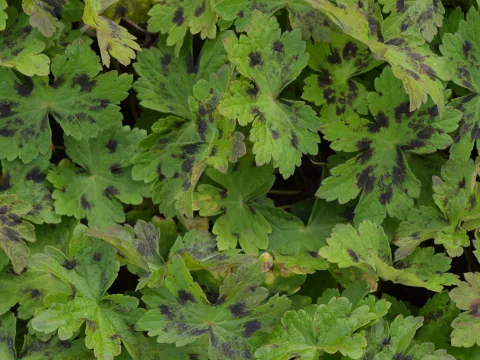 Geranium phaeum 'Samobor'