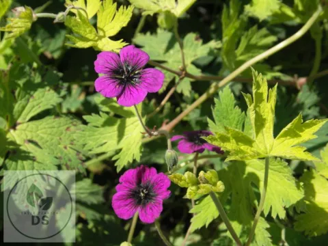 Geranium hybr. 'Sandrine'