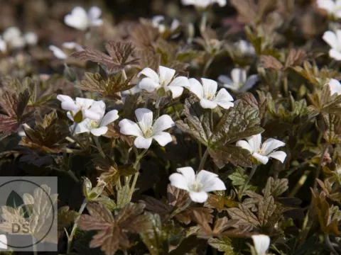 Geranium sessiliflorum 'Sanne'