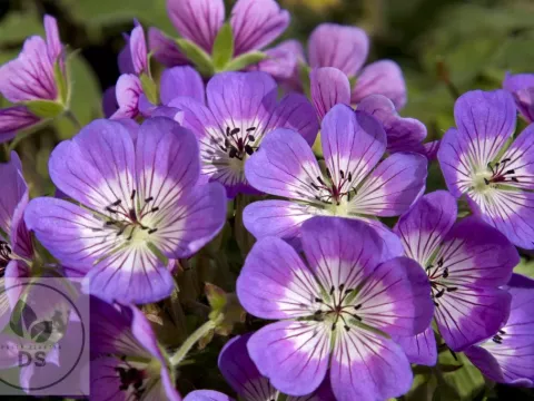 Geranium hybr. 'Sweet Heidy'