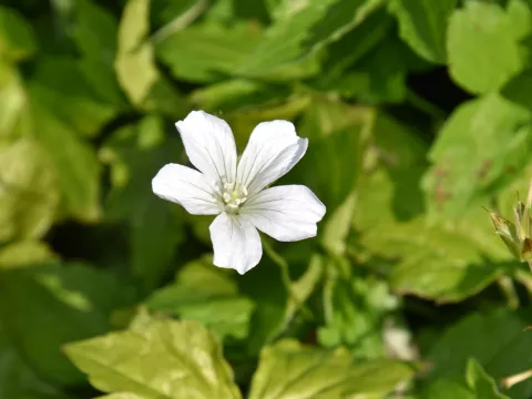 Geranium nod. 'Silverwood'