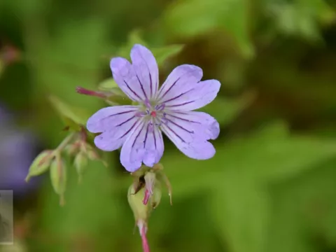 Geranium nod. 'Svelte Lilac'